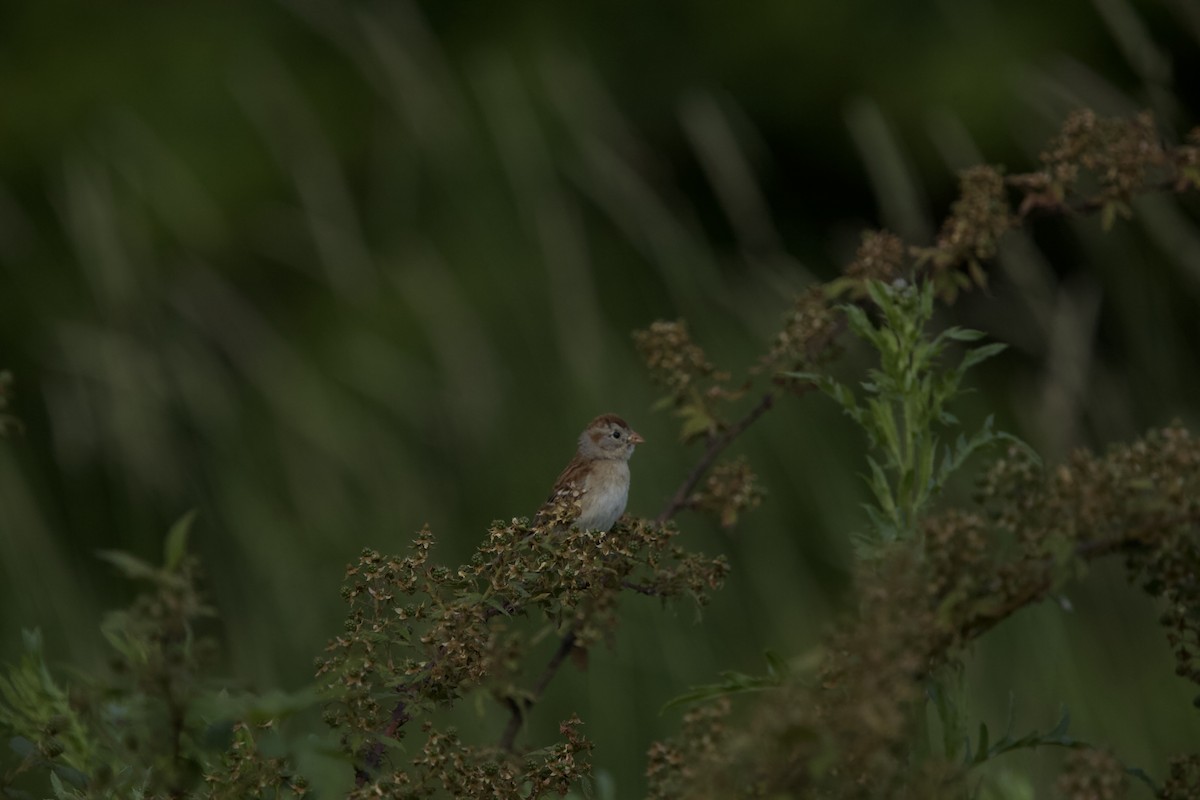 Field Sparrow - ML620283863