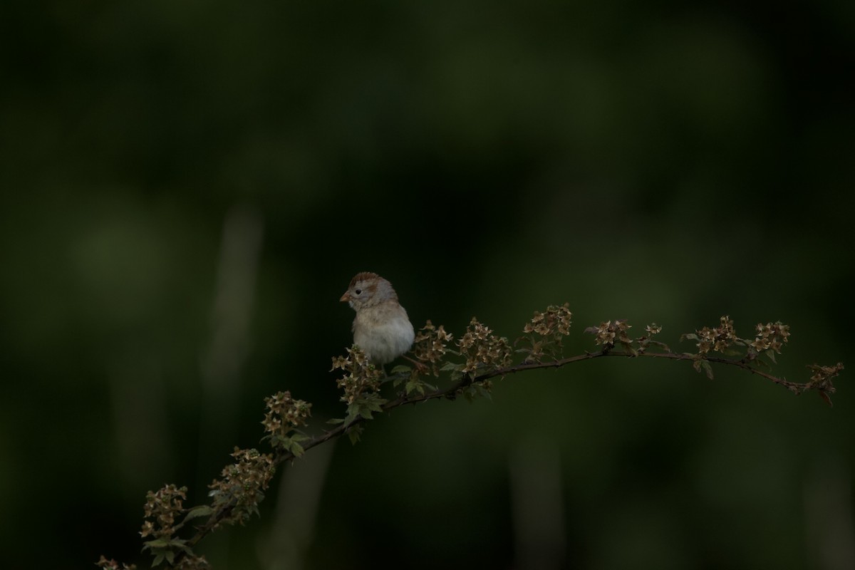 Field Sparrow - ML620283864