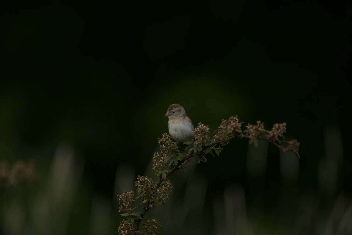 Field Sparrow - ML620283865