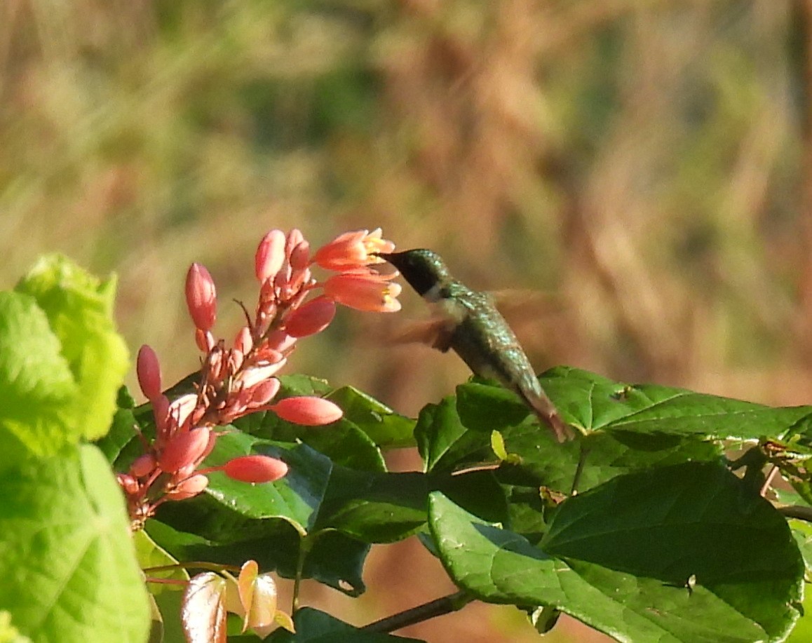 Ruby-throated Hummingbird - ML620283870