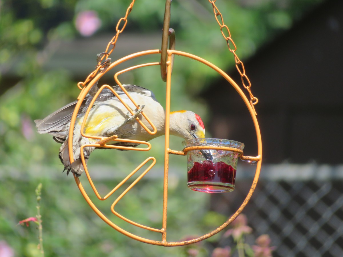 Golden-fronted Woodpecker - ML620283871