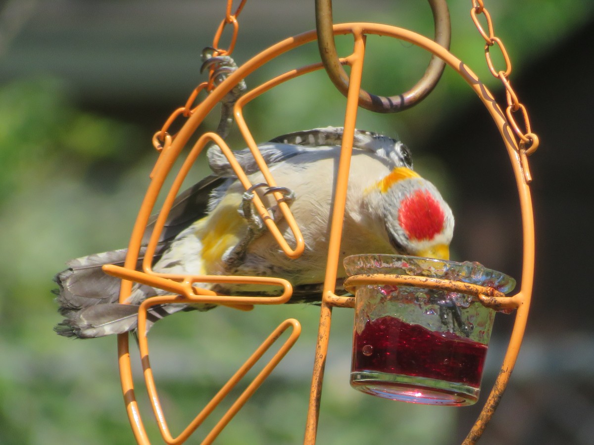 Golden-fronted Woodpecker - ML620283872