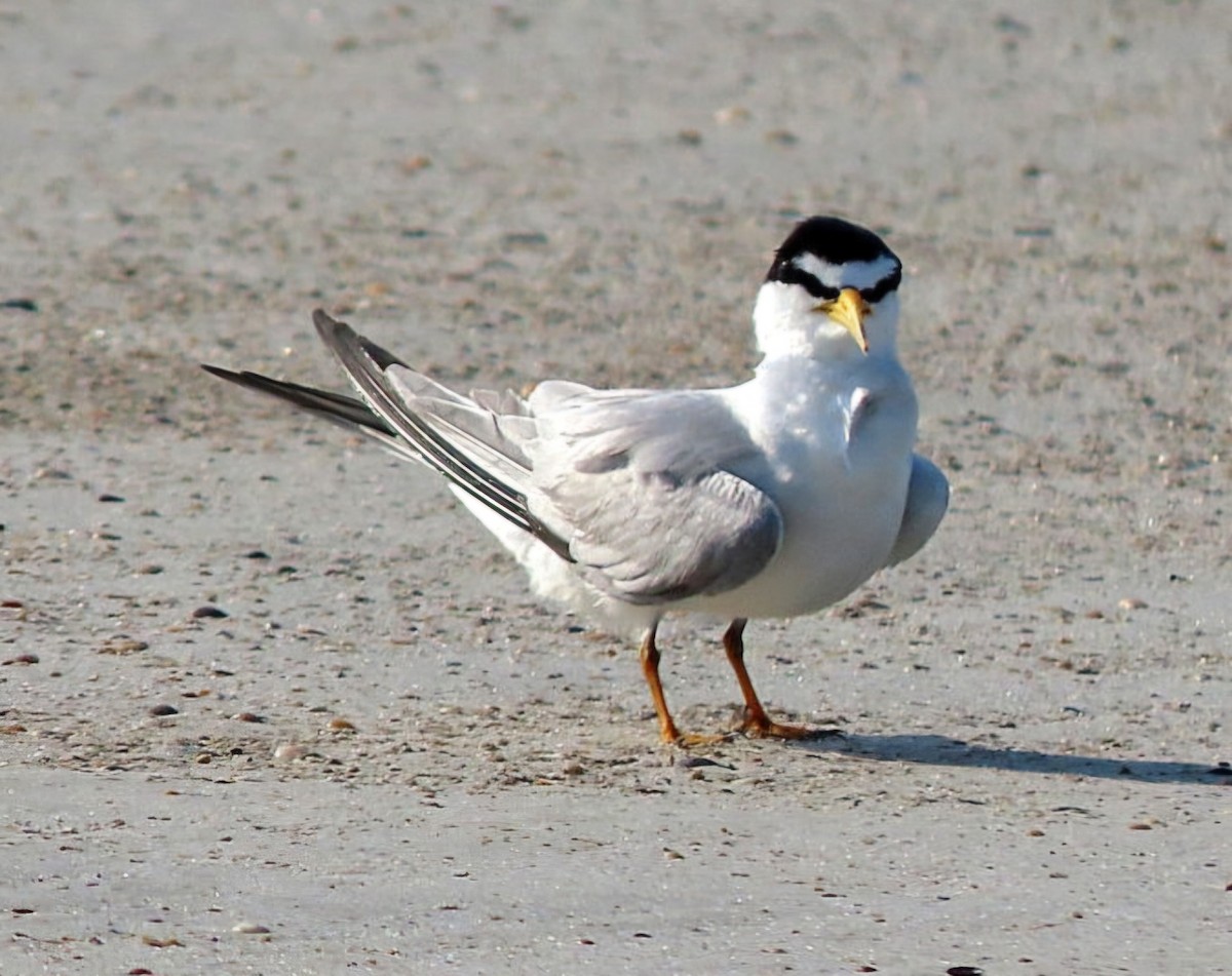 Least Tern - ML620283874