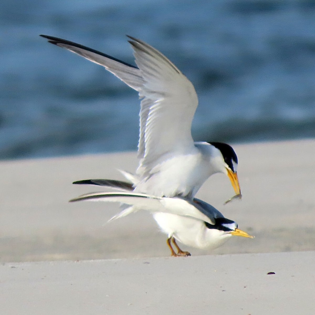 Least Tern - ML620283877