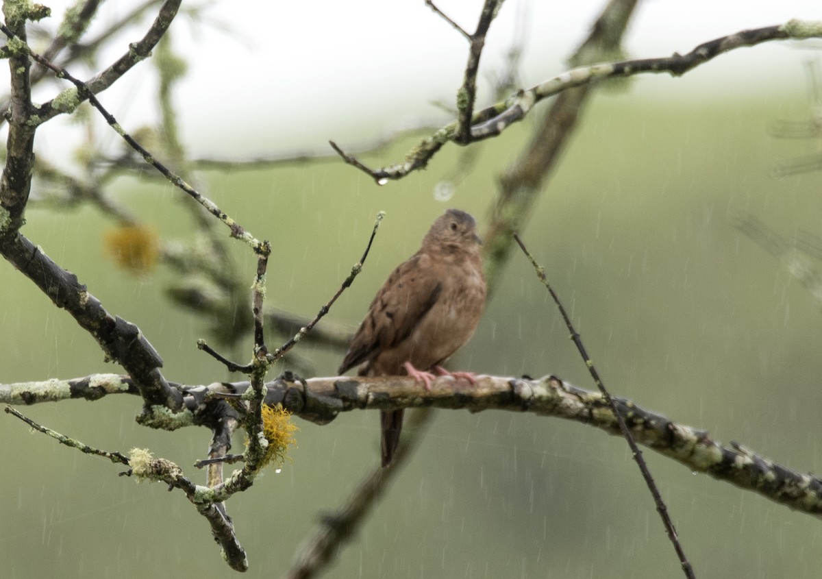 Ruddy Ground Dove - ML620283878