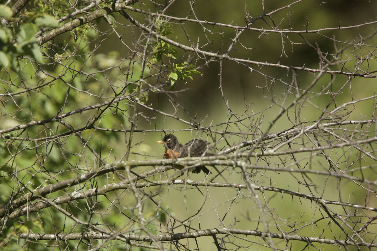 American Robin - ML620283879