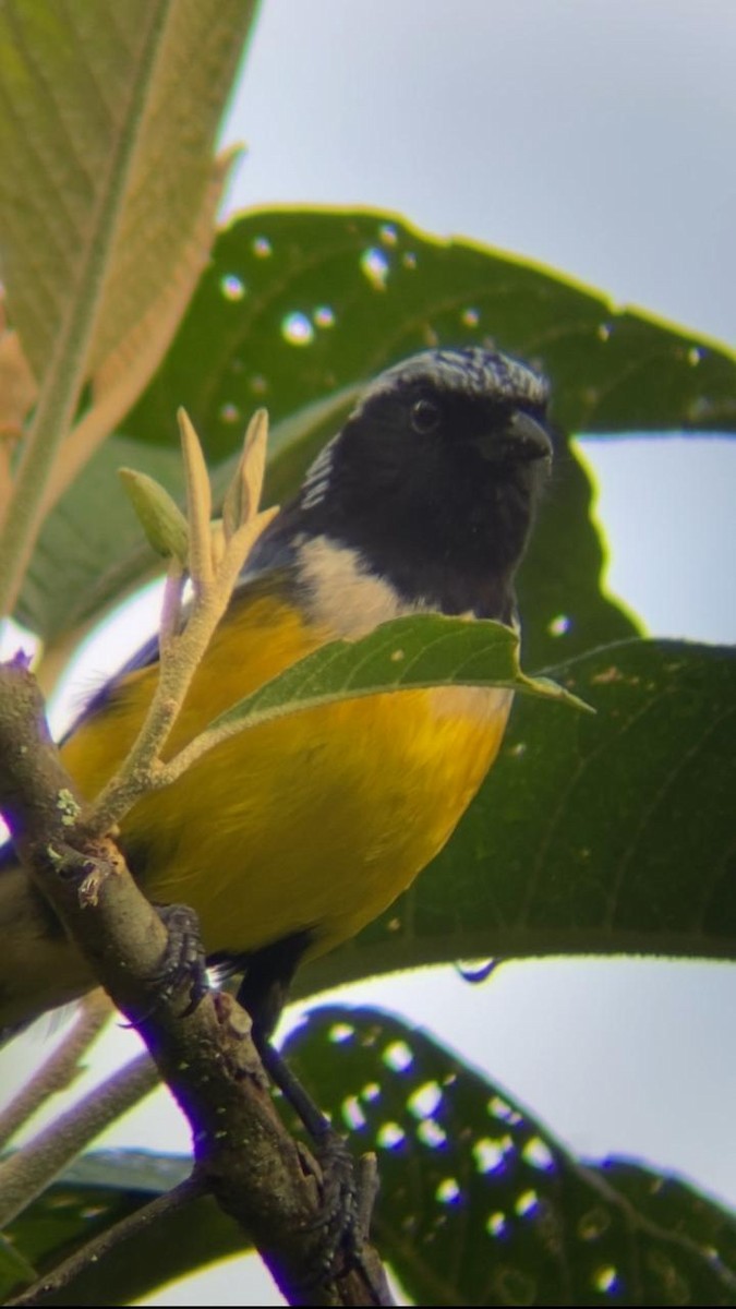 Buff-breasted Mountain Tanager - ML620283881