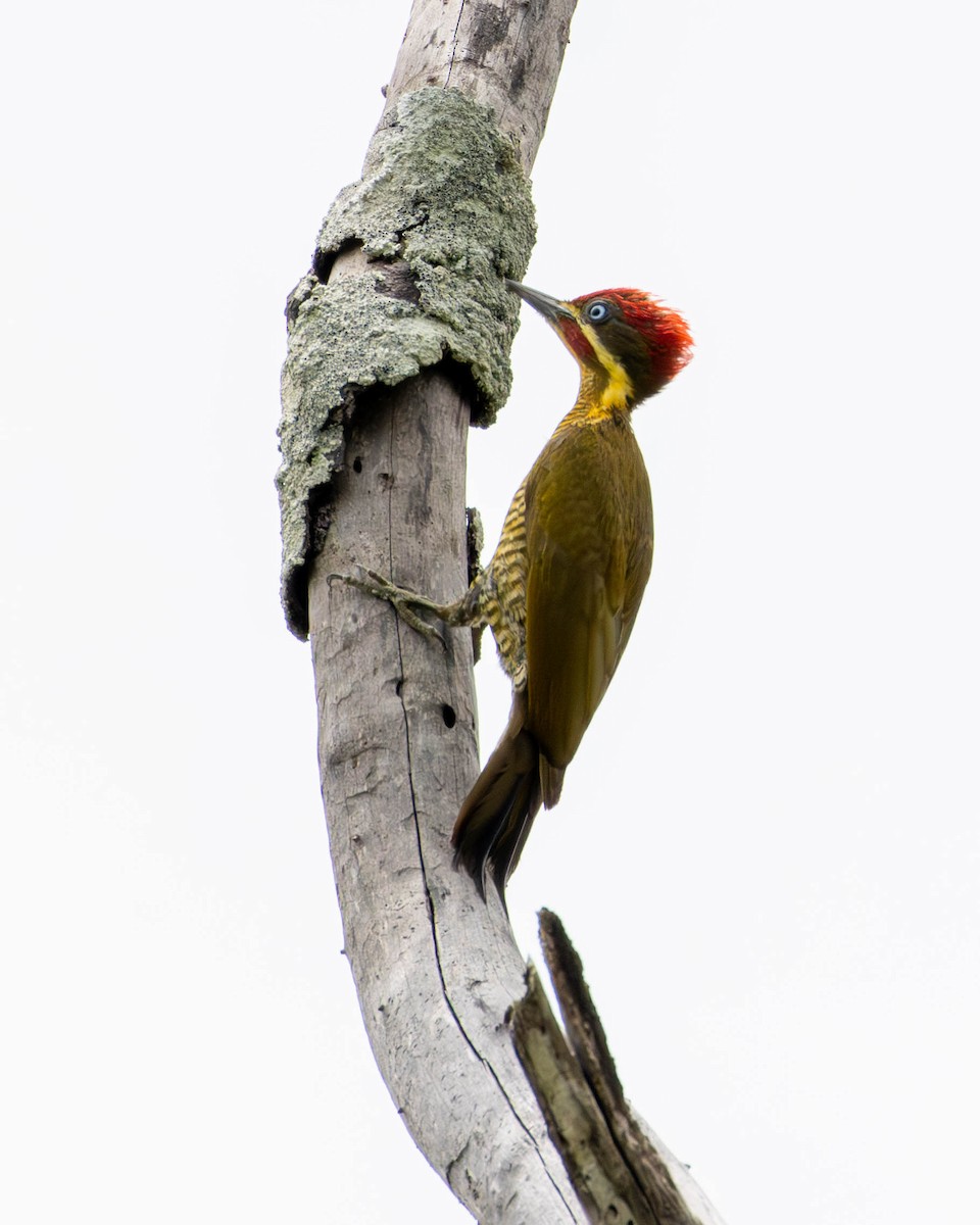 Golden-green Woodpecker - Katia Oliveira