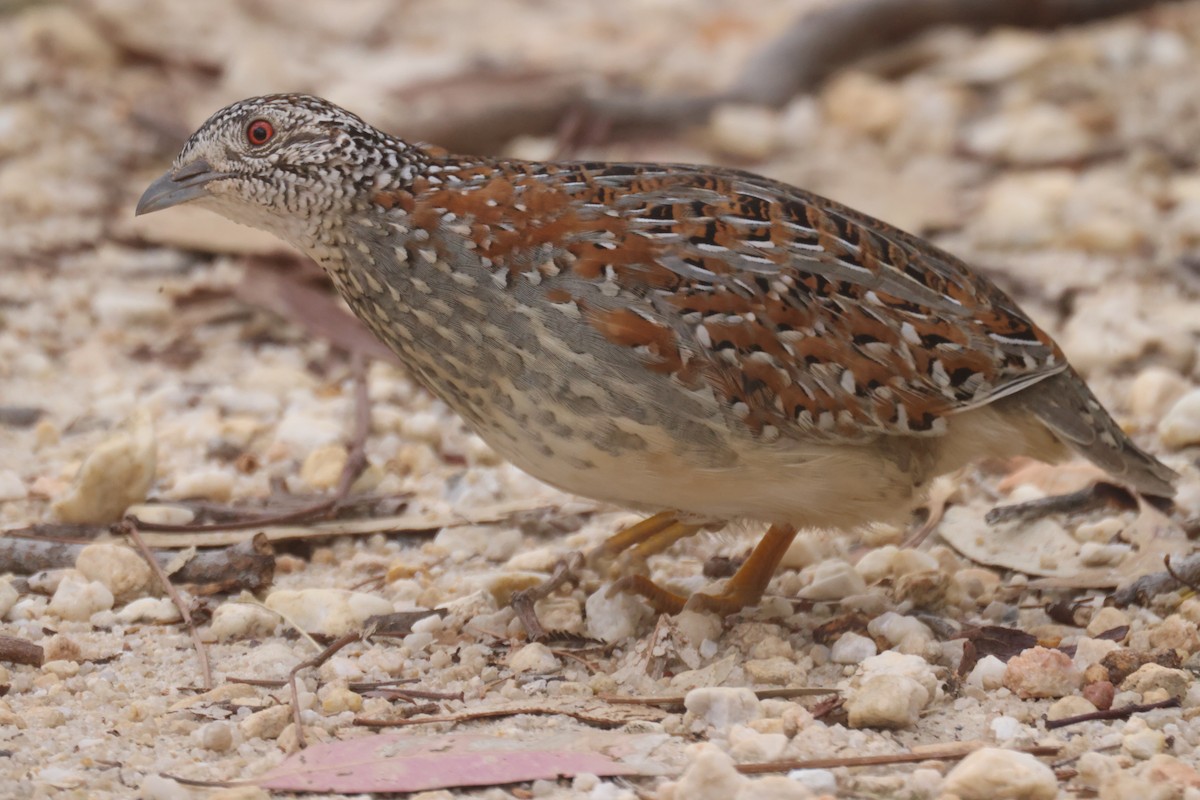 Painted Buttonquail - ML620283884