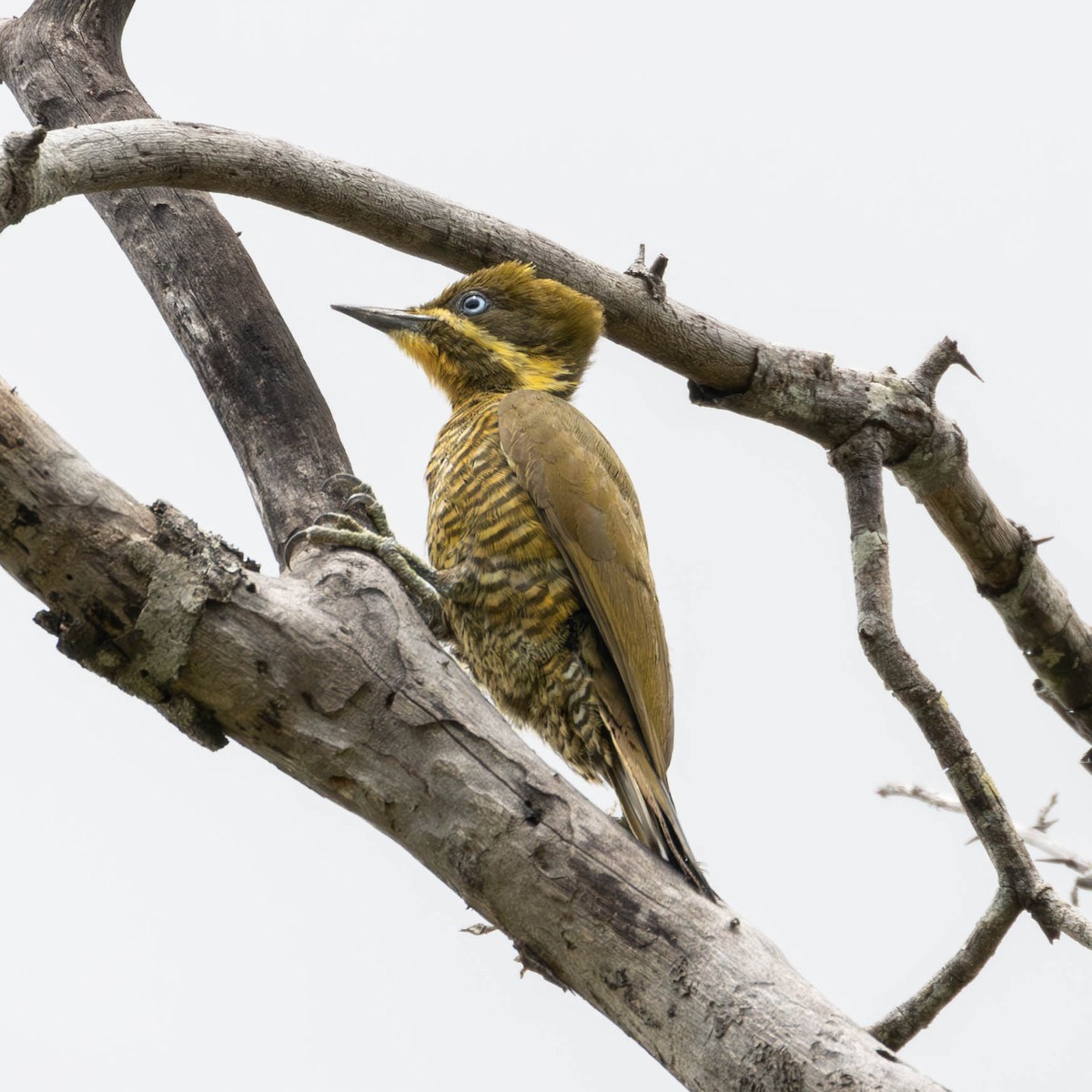 Golden-green Woodpecker - ML620283890