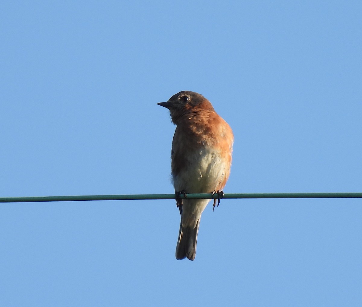 Eastern Bluebird - ML620283892