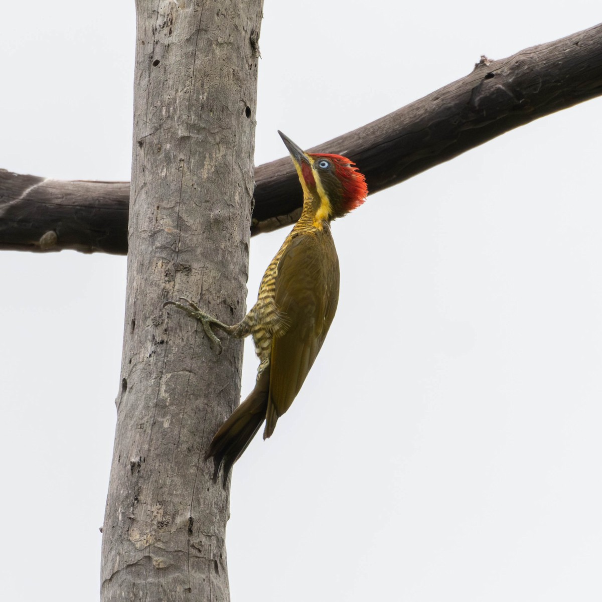 Golden-green Woodpecker - ML620283895