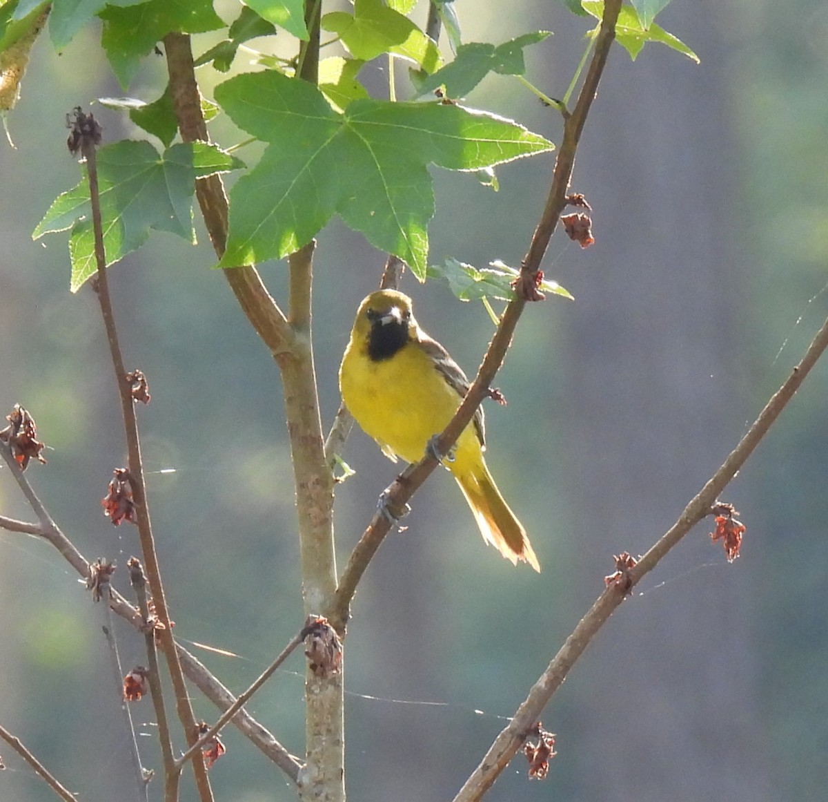 Orchard Oriole - ML620283897
