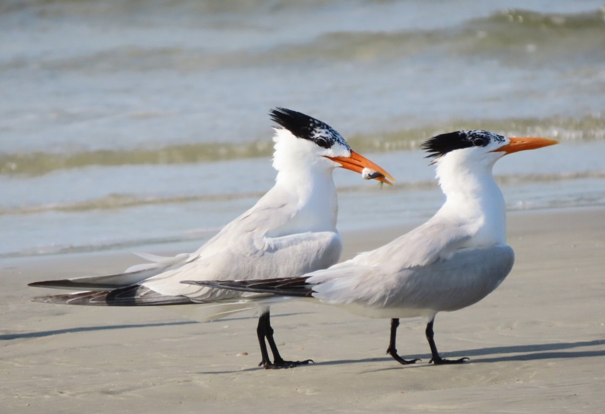 Royal Tern - ML620283899