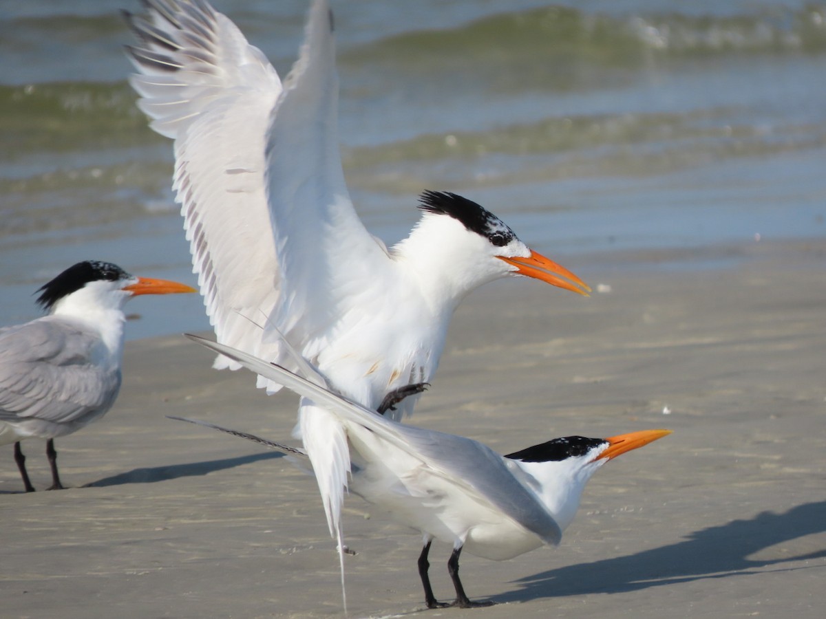 Royal Tern - ML620283901