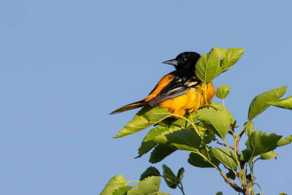 Baltimore Oriole - Anonymous