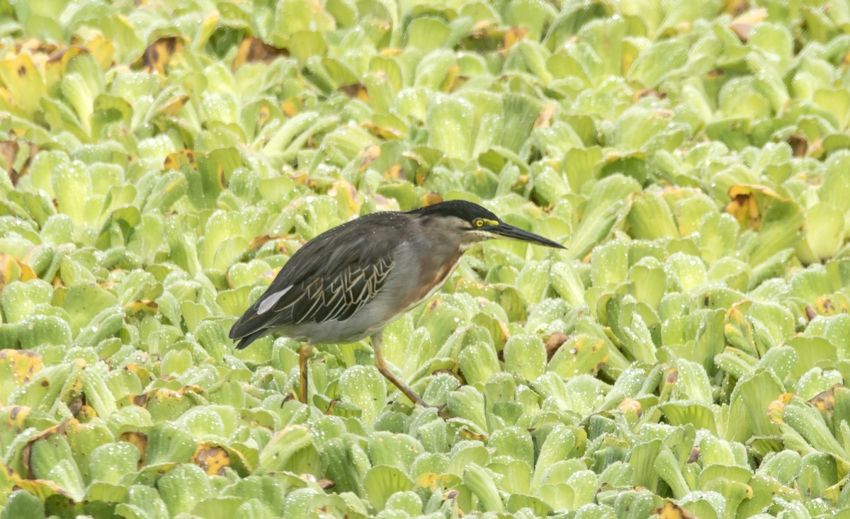 Striated Heron - ML620283906