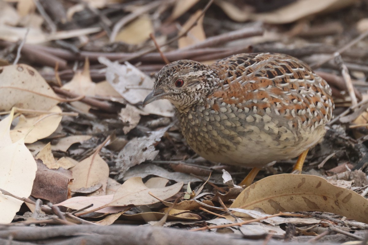 Painted Buttonquail - ML620283907