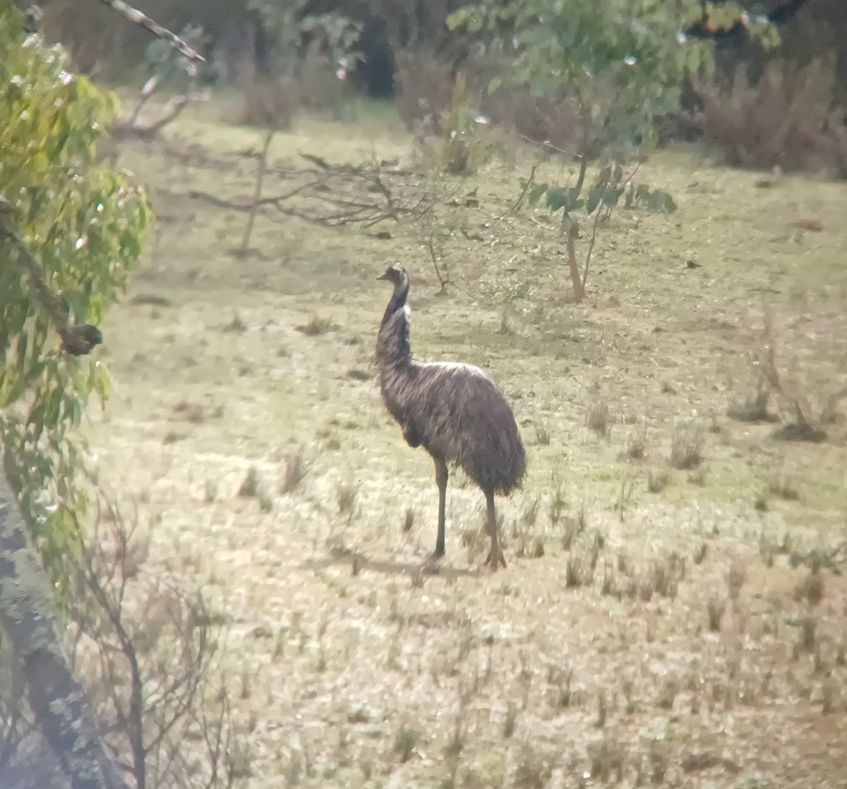 emu hnědý - ML620283909