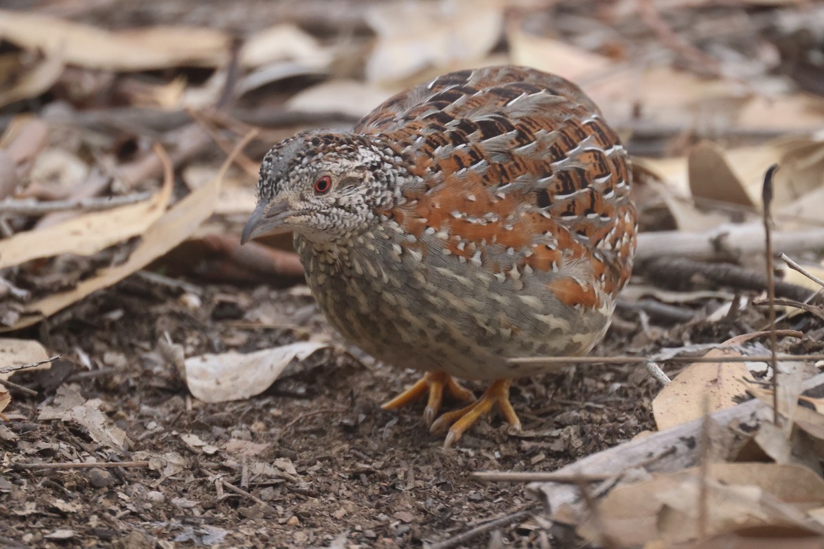 Painted Buttonquail - ML620283910