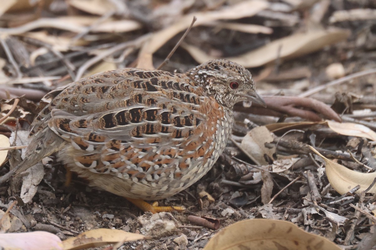 Painted Buttonquail - ML620283912