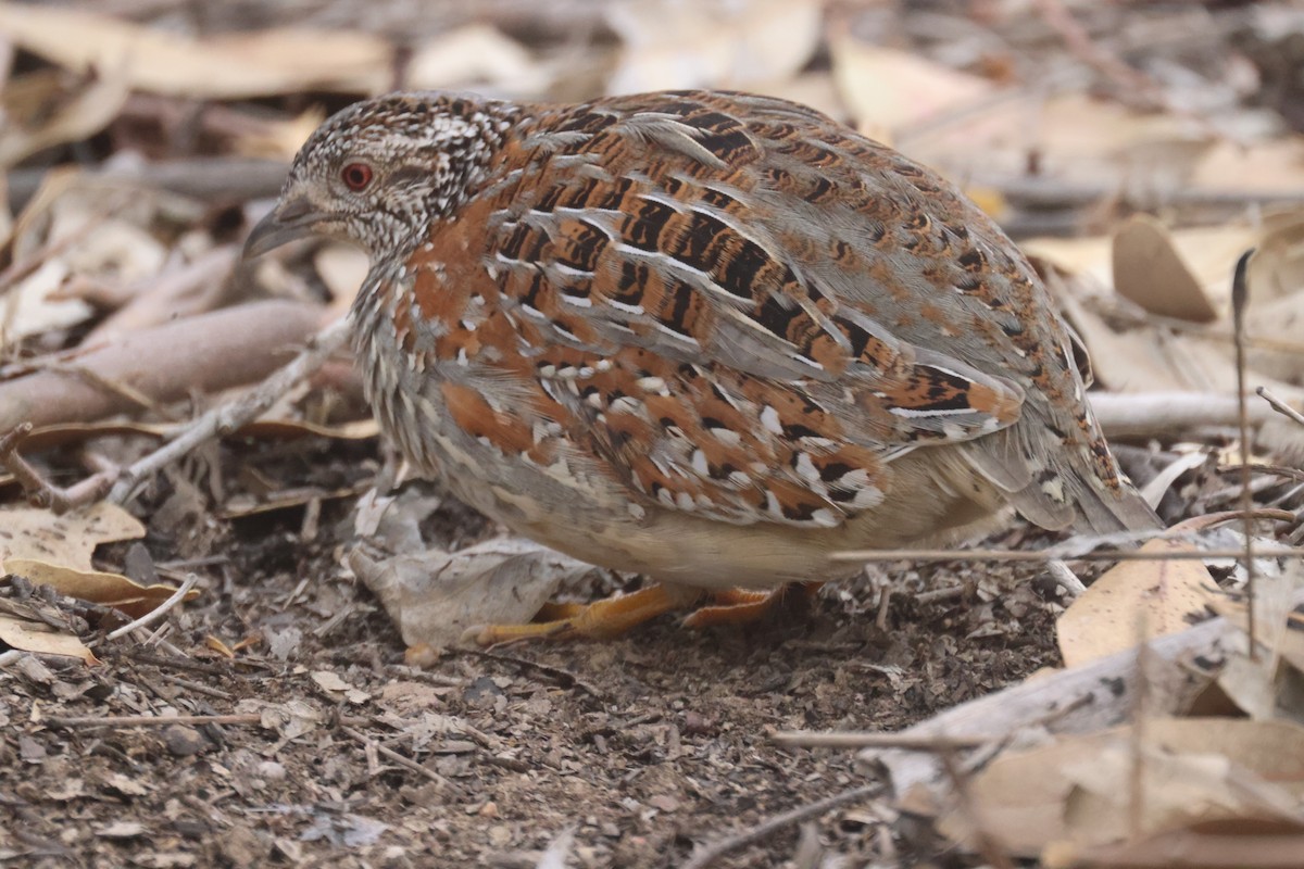 Painted Buttonquail - ML620283913