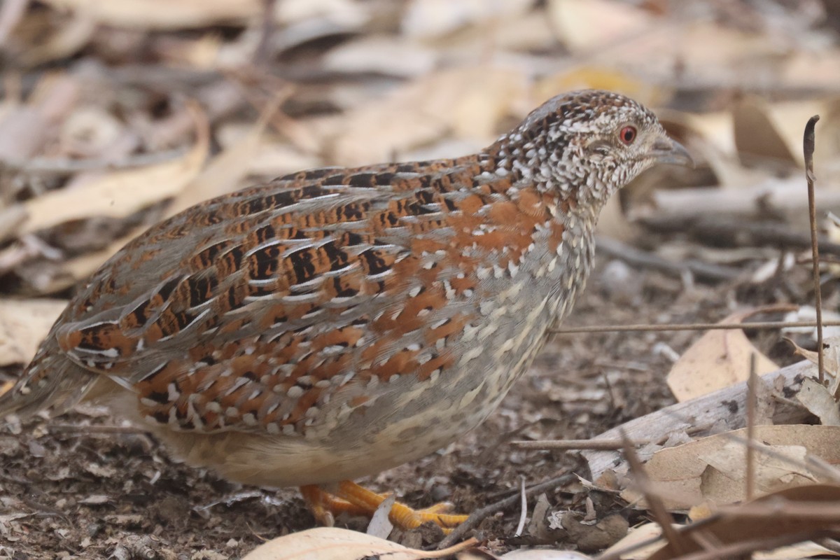Painted Buttonquail - ML620283914
