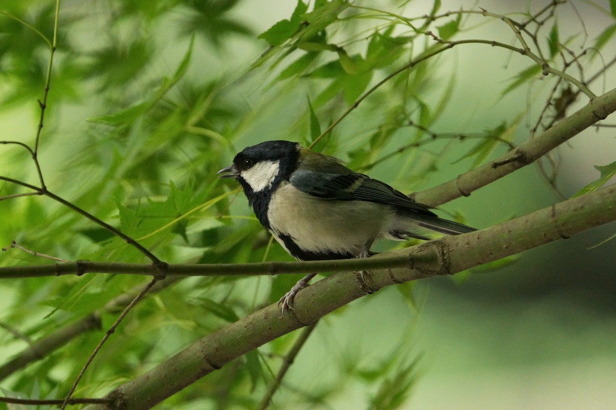 Japanese Tit - ML620283920