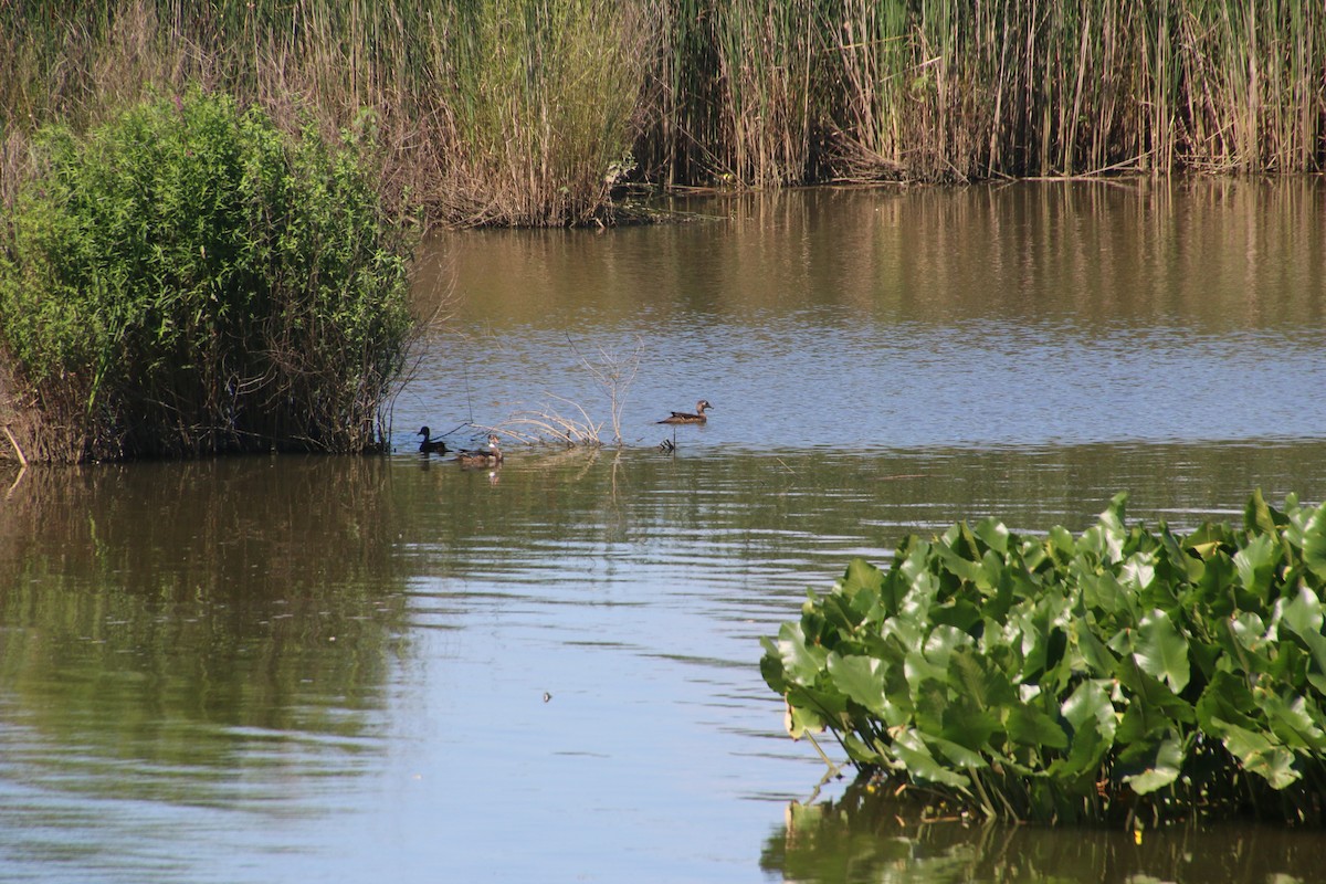 Wood Duck - ML620283921