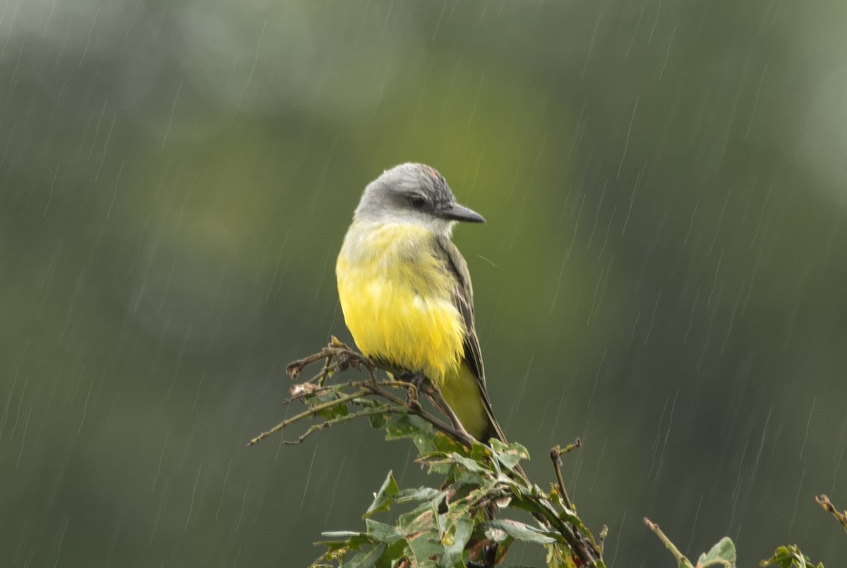 Tropical Kingbird - ML620283925