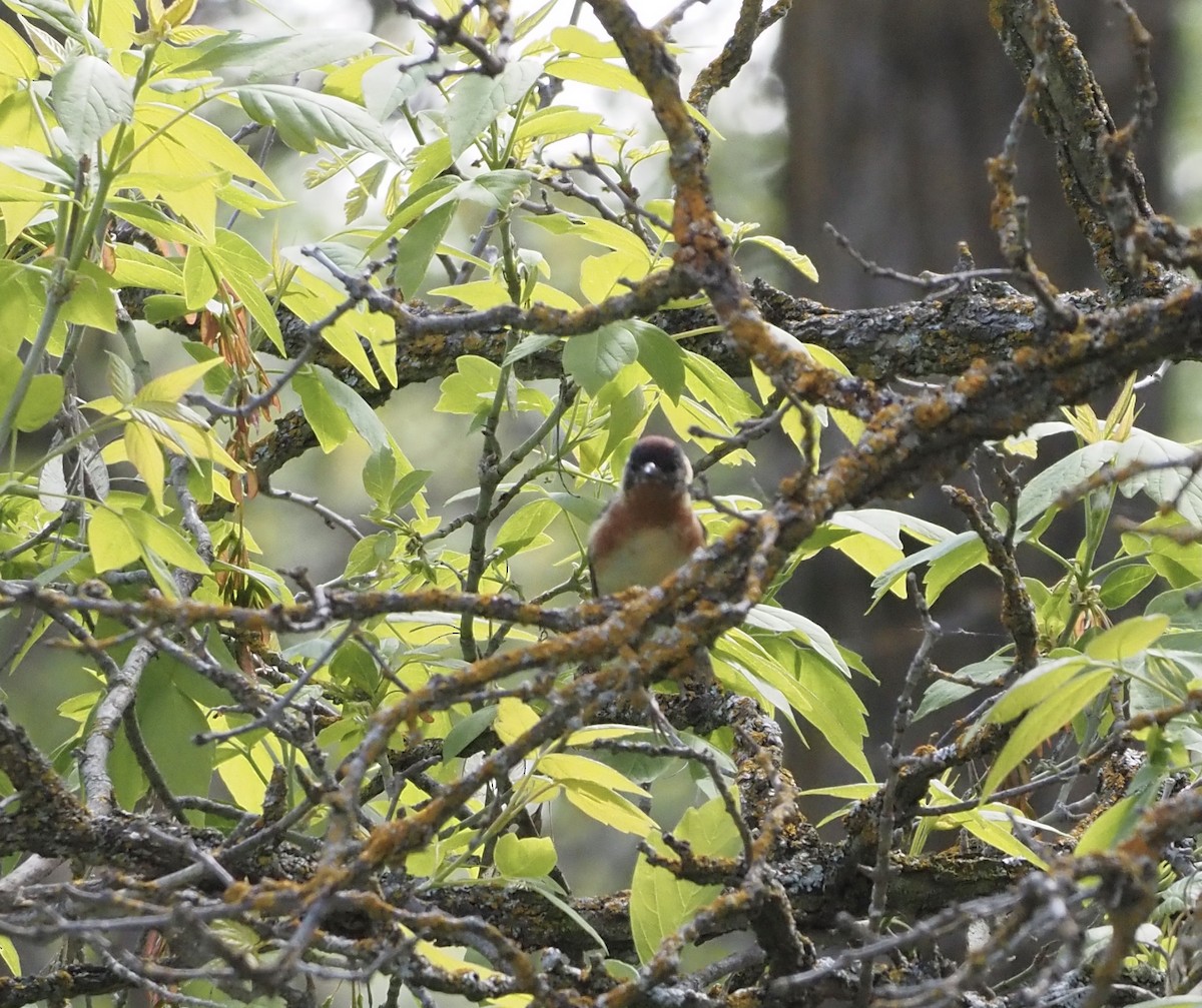 Bay-breasted Warbler - ML620283927