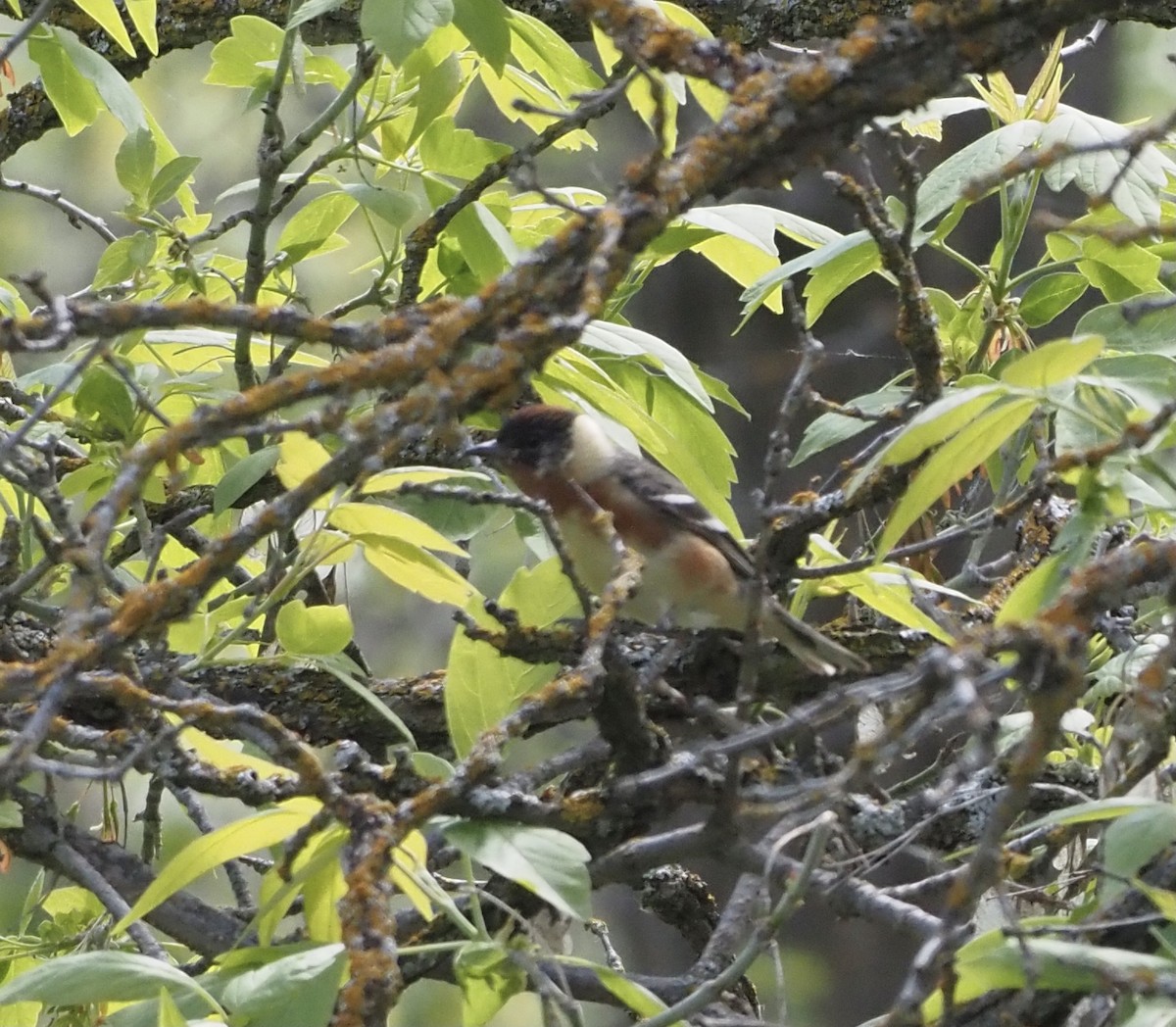 Bay-breasted Warbler - ML620283928