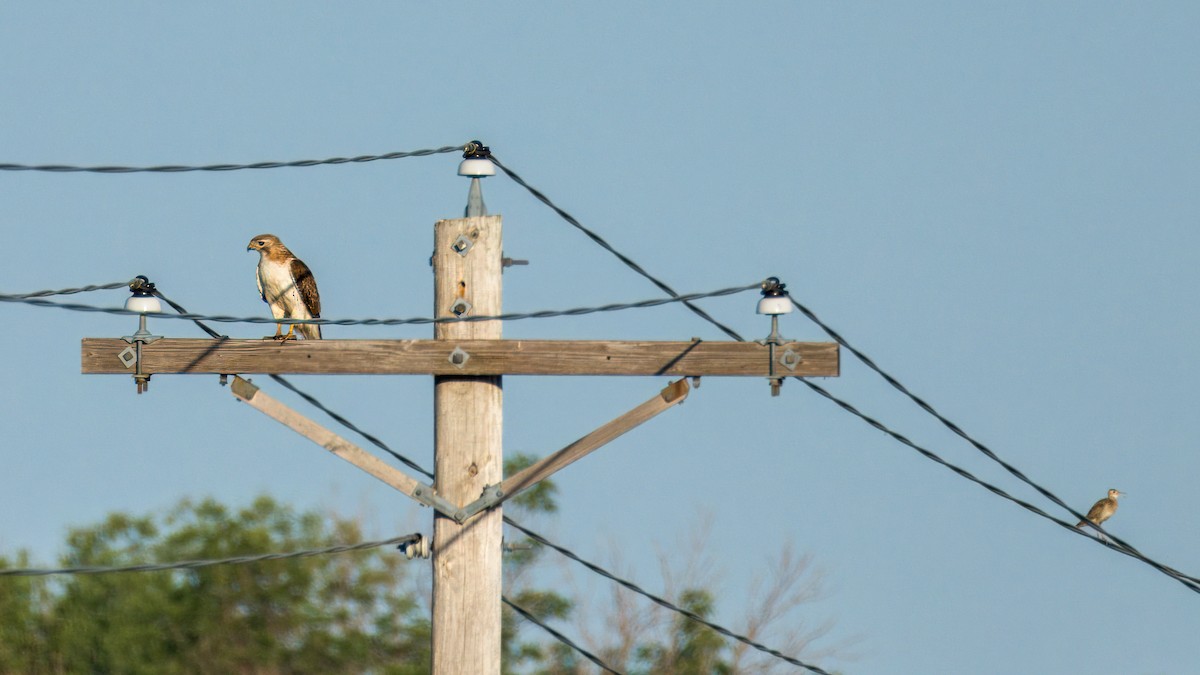 Upland Sandpiper - ML620283939