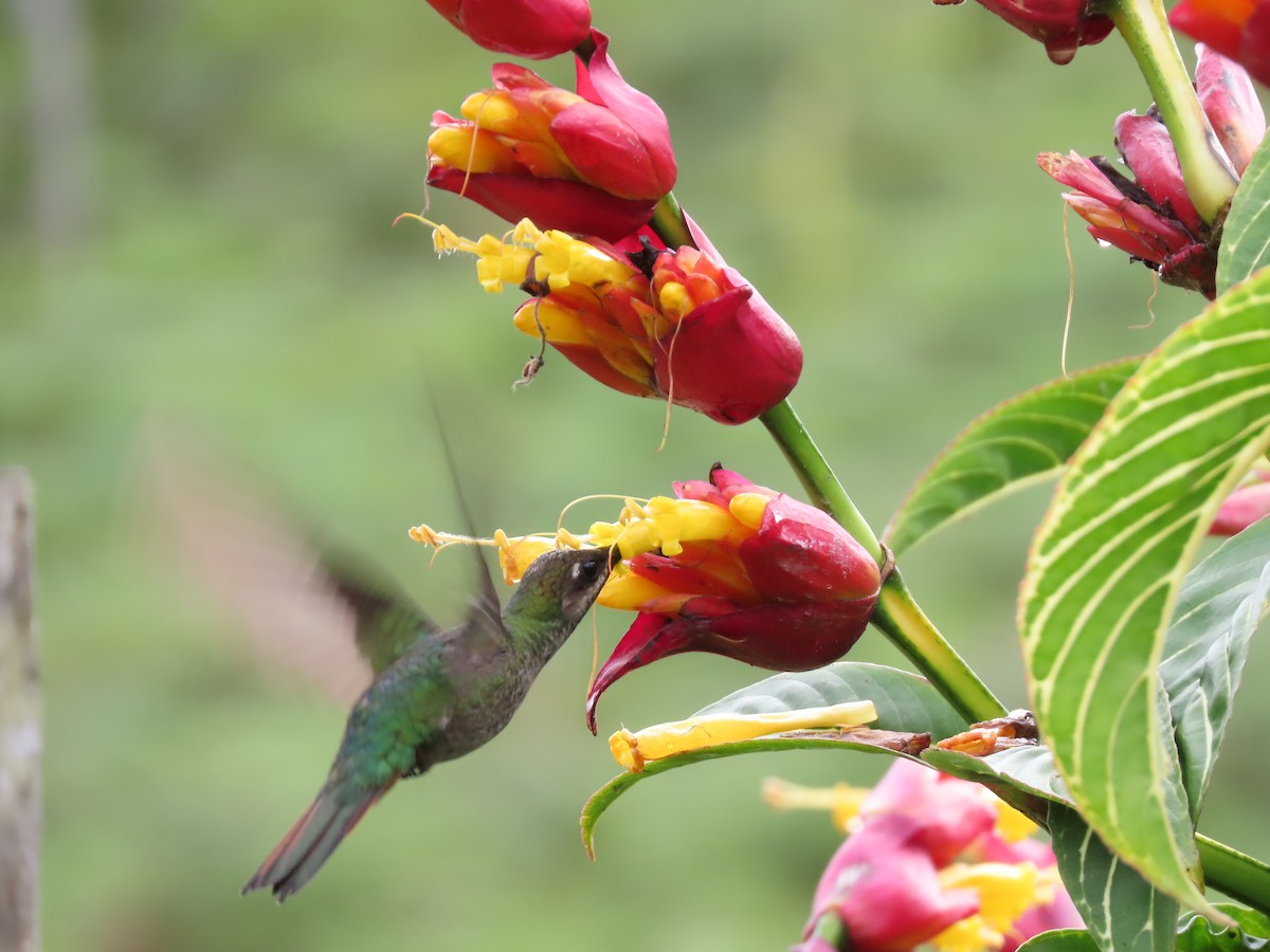 kolibřík azurovoprsý - ML620283943
