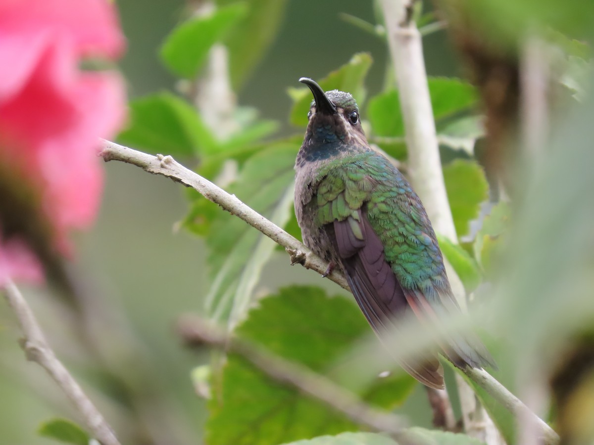 kolibřík azurovoprsý - ML620283946