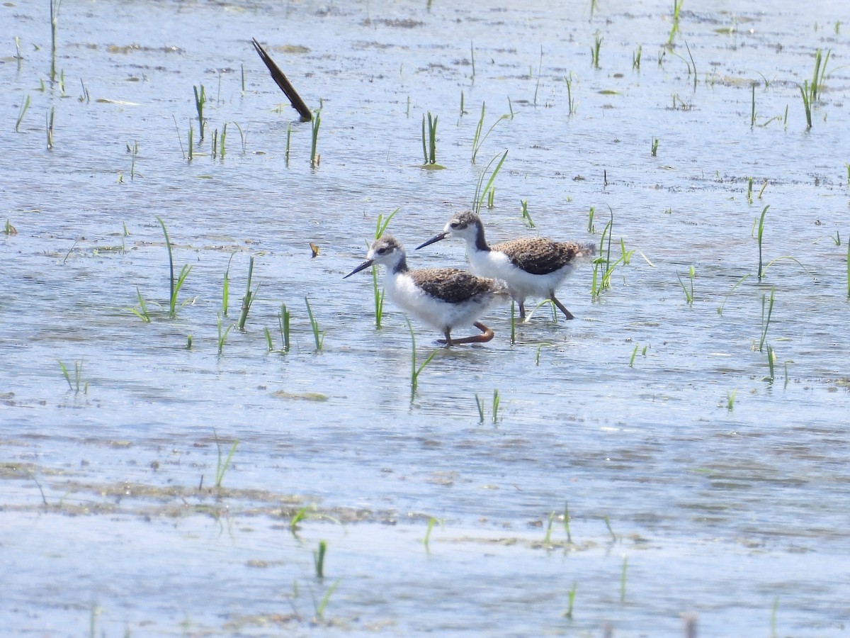 Black-necked Stilt - ML620283949