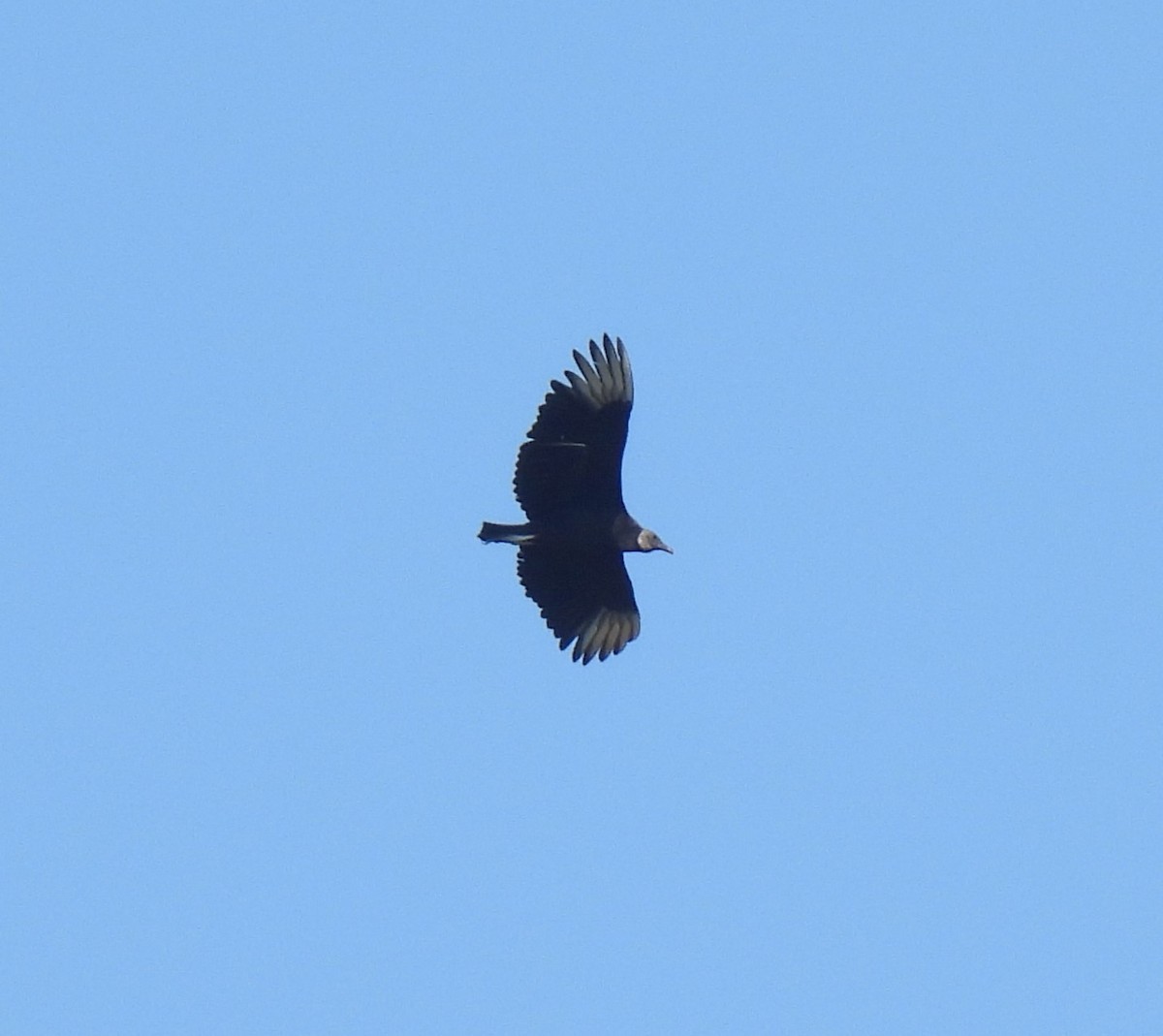 Black Vulture - ML620283955