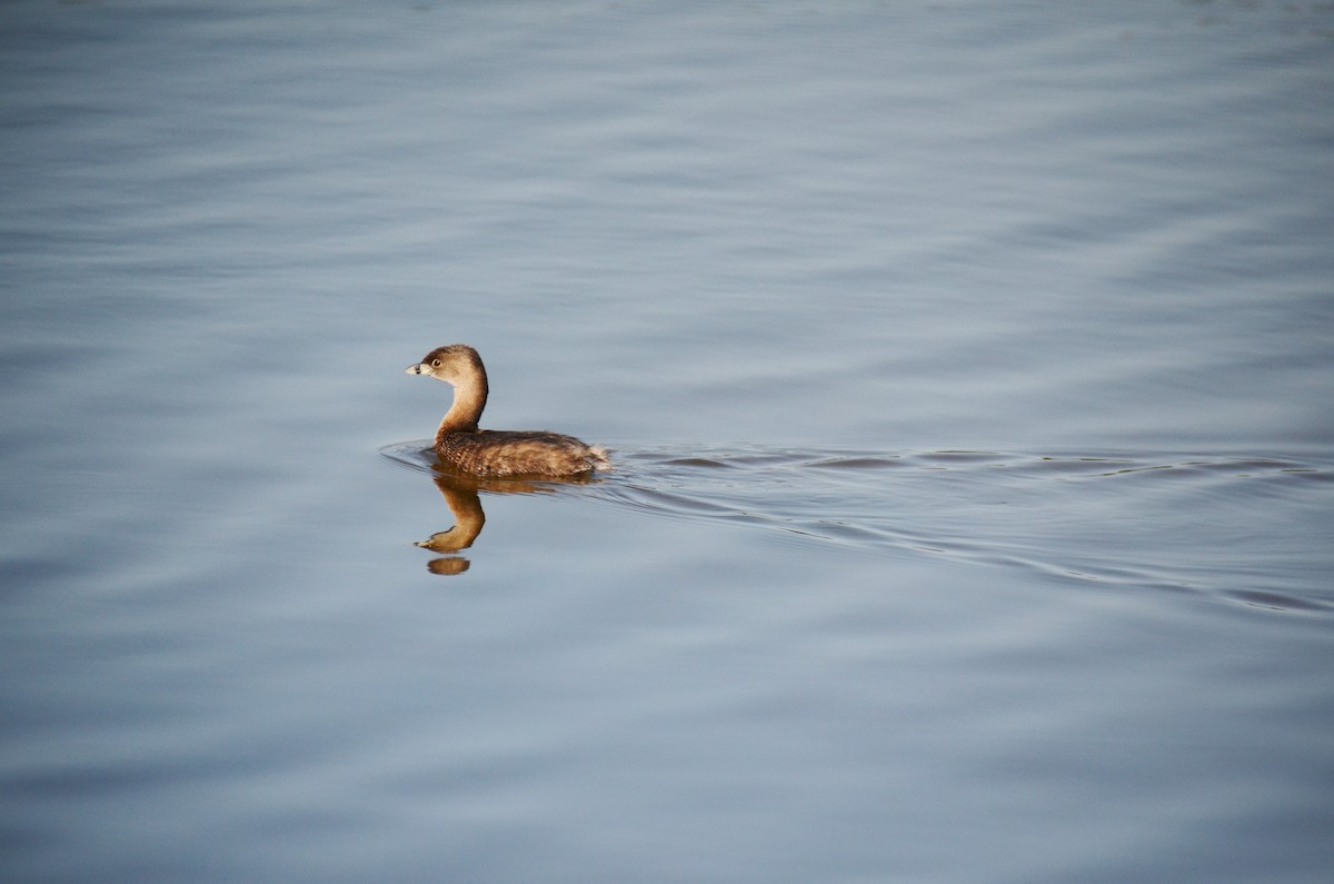 Pied-billed Grebe - ML620283961