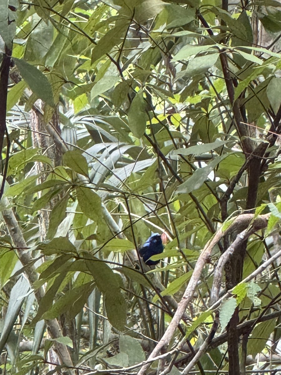 Blue Bunting - ML620283964