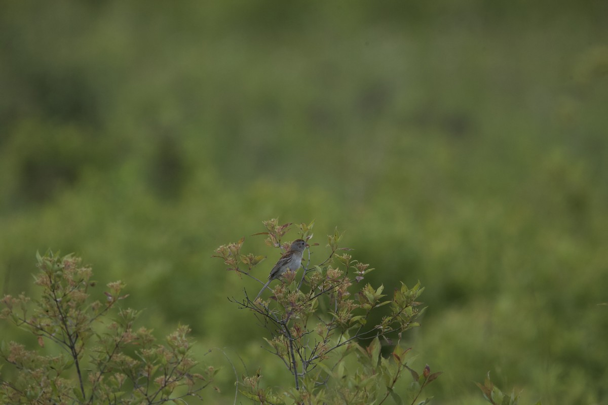 Field Sparrow - ML620283966