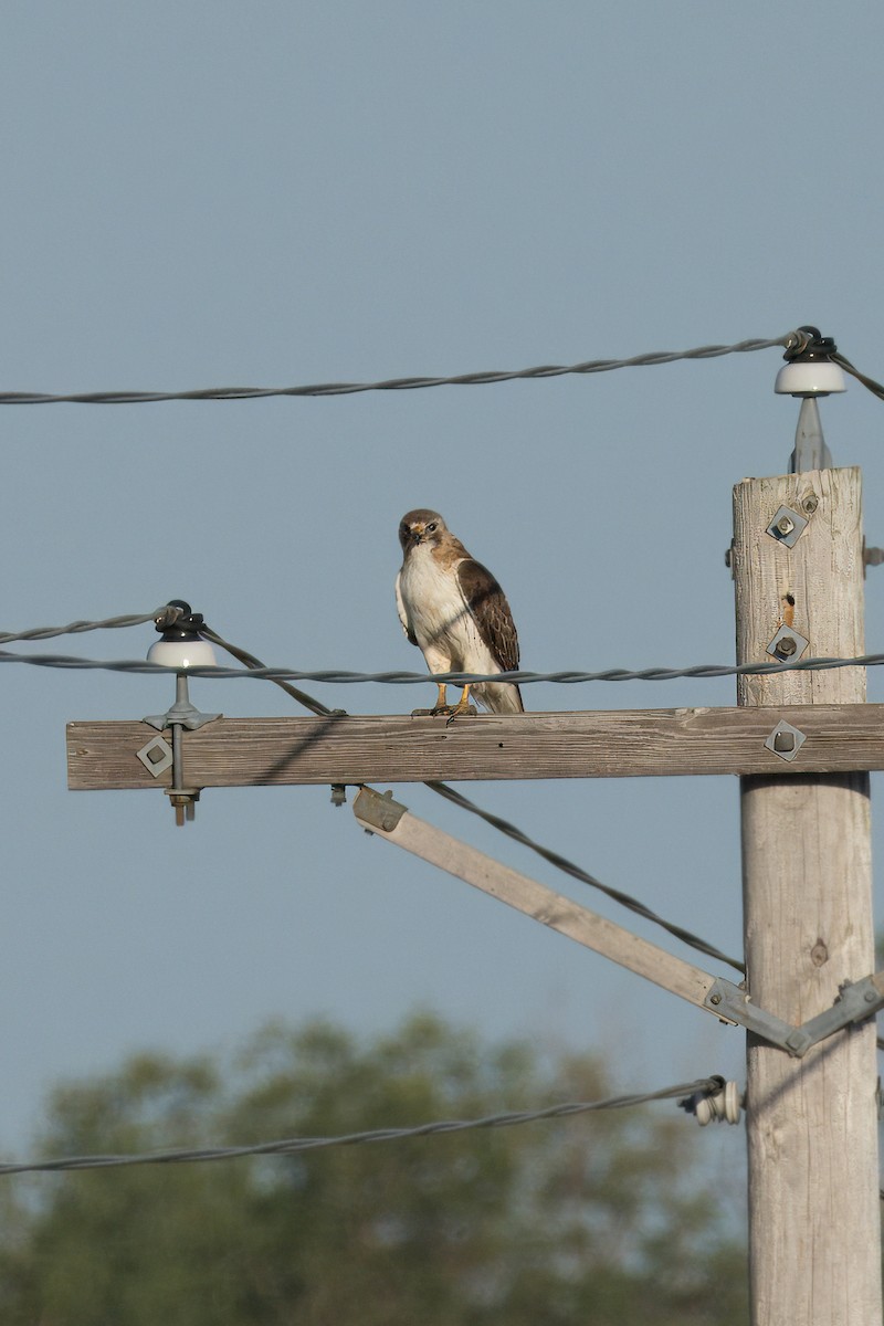 Red-tailed Hawk - ML620283967