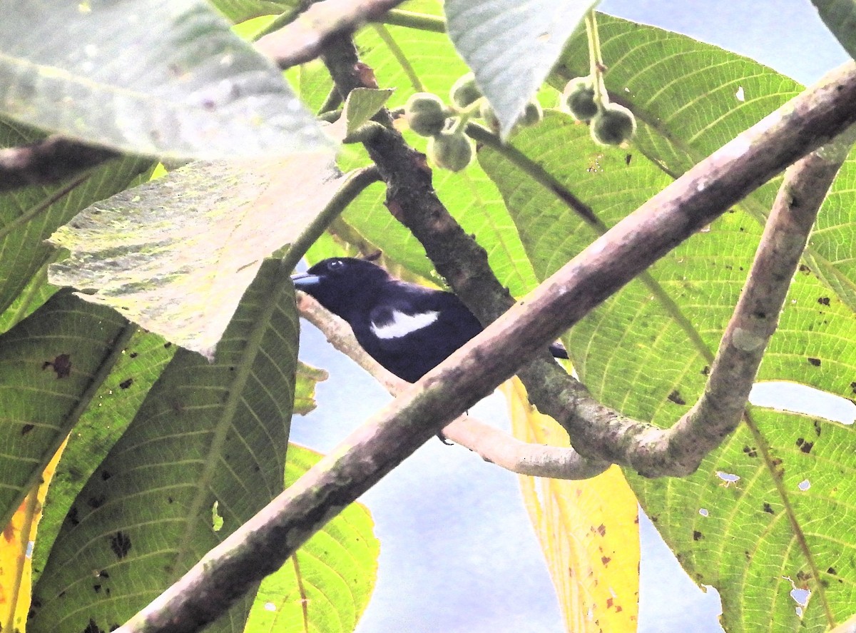 White-shouldered Tanager - ML620283968