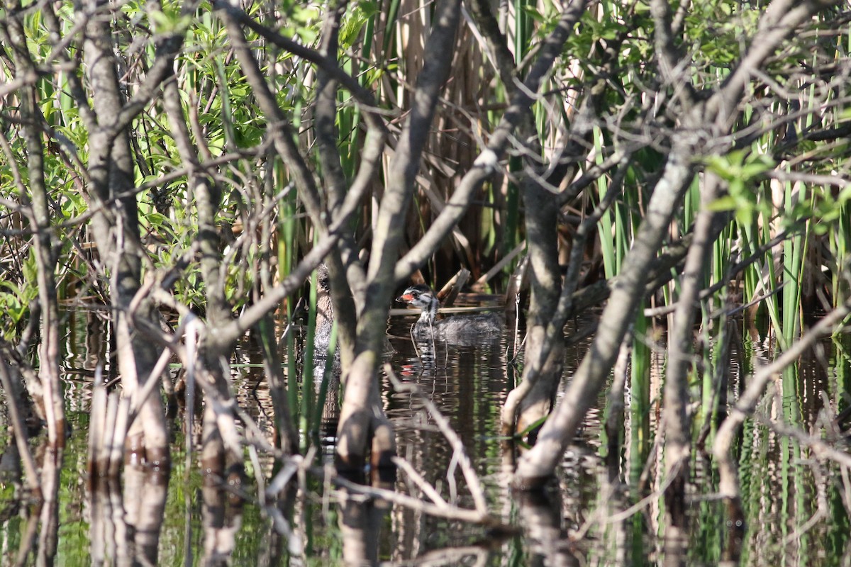 Pied-billed Grebe - ML620283970