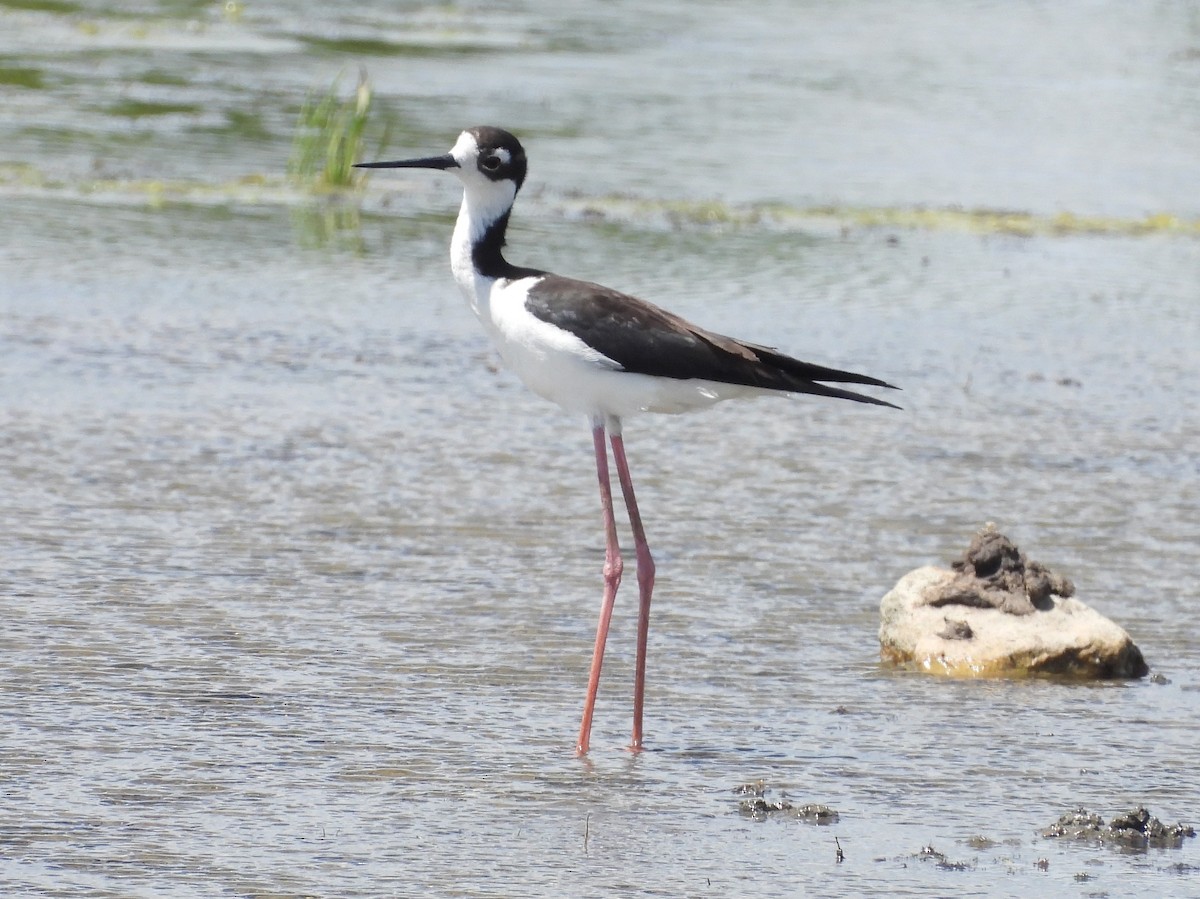 Black-necked Stilt - ML620283972