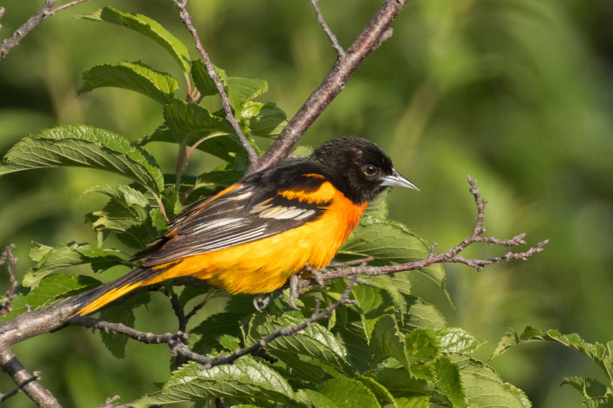 Baltimore Oriole - ML620283974