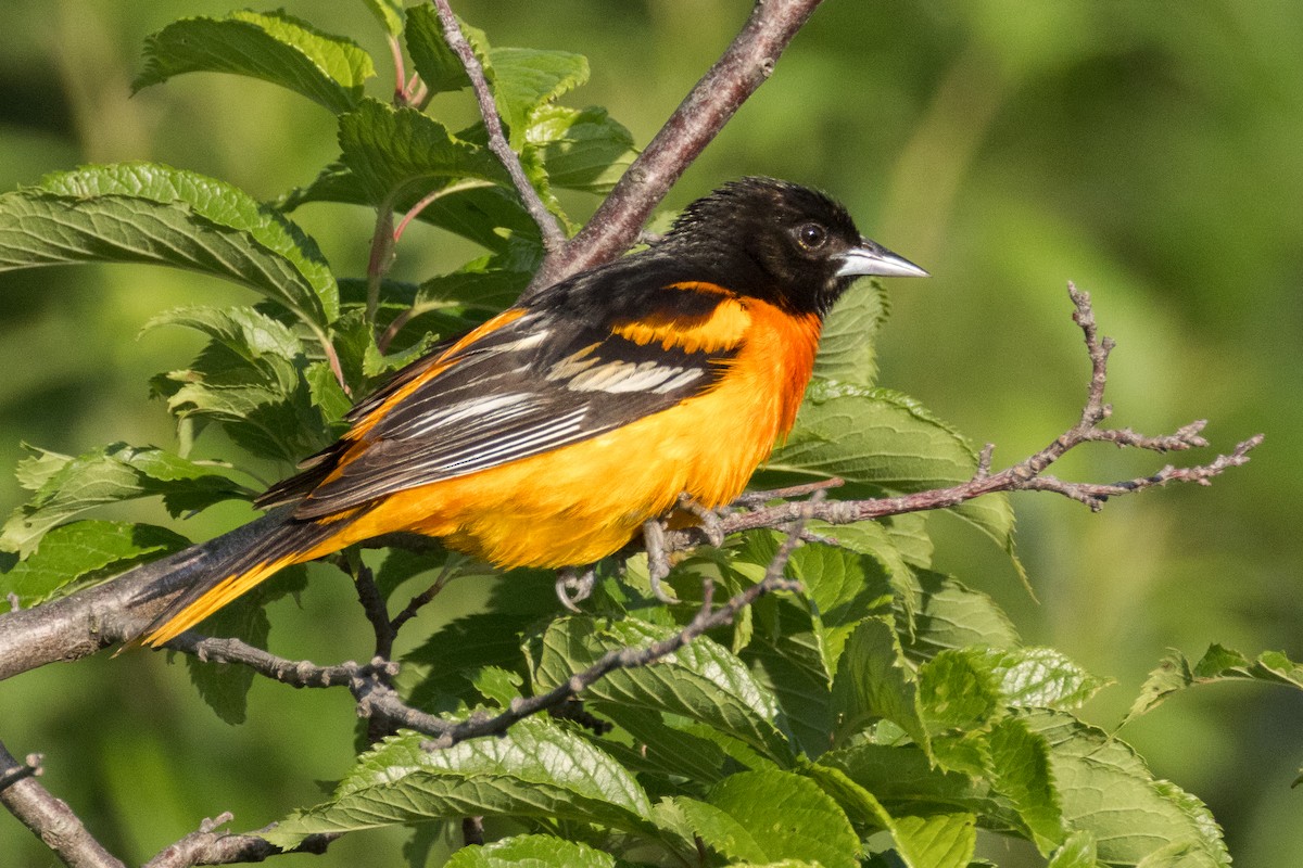 Baltimore Oriole - ML620283981