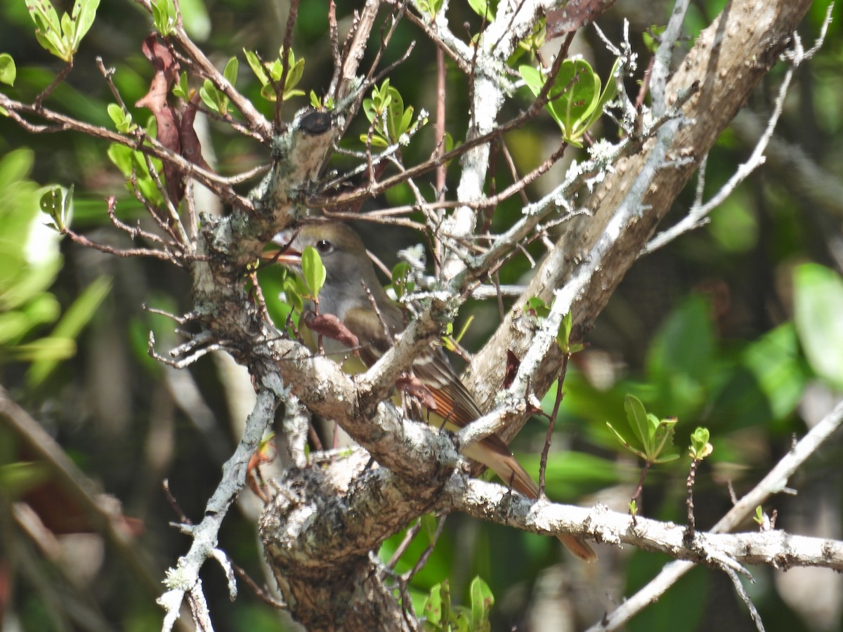 Great Crested Flycatcher - ML620283983