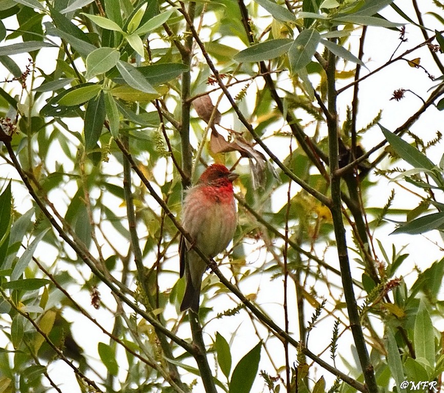 Common Rosefinch - ML620283986