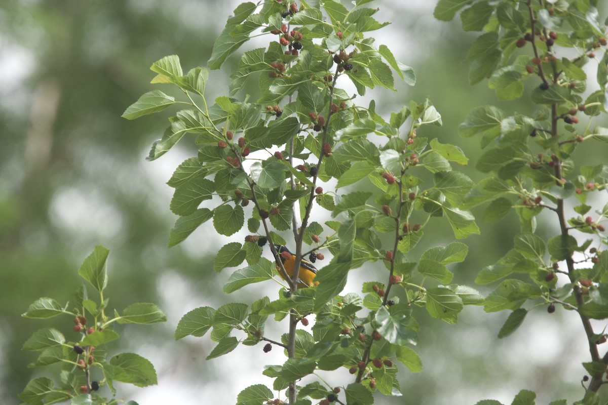 Baltimore Oriole - ML620283995