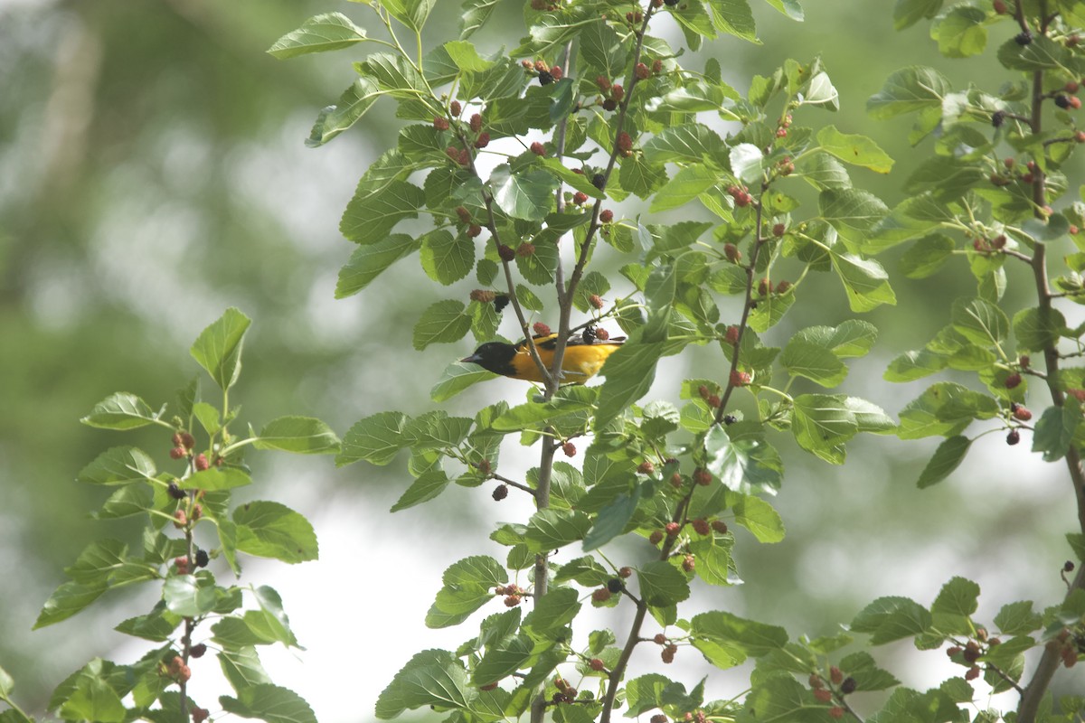 Baltimore Oriole - ML620283997